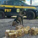 Skunk escondido em geladeira de brinquedo é apreendido durante blitz no Mato Grosso