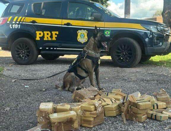 Skunk escondido em geladeira de brinquedo é apreendido durante blitz no Mato Grosso