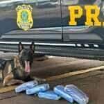 Droga é apreendida em ônibus de encomendas em Mato Grosso