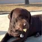 Thor, o grandalhão do coração gigante que quase engoliu um pintinho por brincadeira