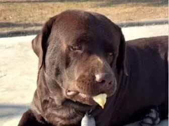 Thor, o grandalhão do coração gigante que quase engoliu um pintinho por brincadeira
