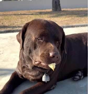 Thor, o grandalhão do coração gigante que quase engoliu um pintinho por brincadeira
