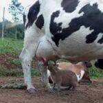 Capivara folgada insiste em mamar em vaca e protagoniza cena hilária no pasto