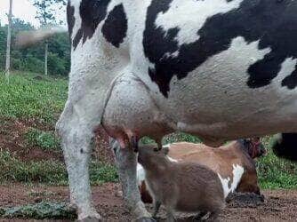 Capivara folgada insiste em mamar em vaca e protagoniza cena hilária no pasto
