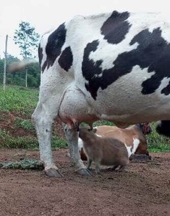 Capivara folgada insiste em mamar em vaca e protagoniza cena hilária no pasto