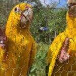 Belém (PA) 19/02/2025 - Araras Guaruba Guarouba do projeto Ararajuba. Foto: Fabíola Sinimbú/Agência Brasil