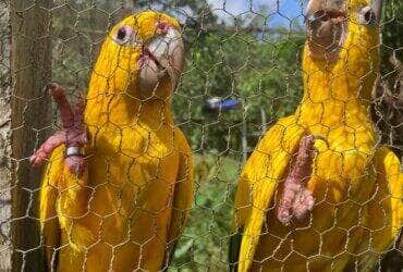 Belém (PA) 19/02/2025 - Araras Guaruba Guarouba do projeto Ararajuba. Foto: Fabíola Sinimbú/Agência Brasil