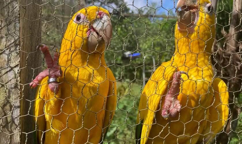 Belém (PA) 19/02/2025 - Araras Guaruba Guarouba do projeto Ararajuba. Foto: Fabíola Sinimbú/Agência Brasil