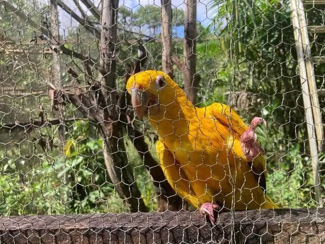 Belém (PA) 19/02/2025 - Arara Guaruba Guarouba do projeto Ararajuba. Foto: Fabíola Sinimbú/Agência Brasil