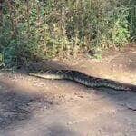Com seu chocalho inconfundível e aparência imponente, a serpente despertou curiosidade e respeito ao cruzar calmamente uma estrada rumo à mata. Cena foi registrada por internautas e gerou milhares de comentários.