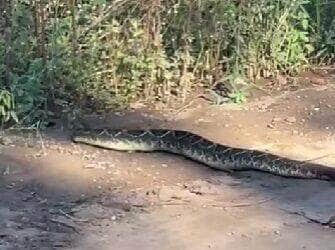 Com seu chocalho inconfundível e aparência imponente, a serpente despertou curiosidade e respeito ao cruzar calmamente uma estrada rumo à mata. Cena foi registrada por internautas e gerou milhares de comentários.