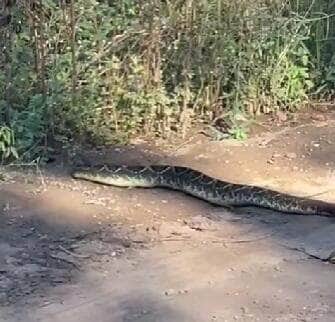 Com seu chocalho inconfundível e aparência imponente, a serpente despertou curiosidade e respeito ao cruzar calmamente uma estrada rumo à mata. Cena foi registrada por internautas e gerou milhares de comentários.