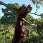 Situação inusitada surpreendeu trabalhadores rurais, que se depararam com o animal preso em uma árvore no meio da pastagem — e sem nenhuma explicação lógica para a cena!