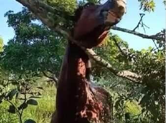 Situação inusitada surpreendeu trabalhadores rurais, que se depararam com o animal preso em uma árvore no meio da pastagem — e sem nenhuma explicação lógica para a cena!
