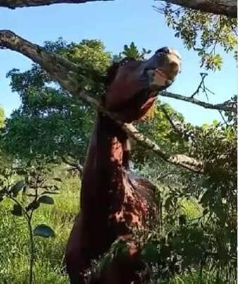 Situação inusitada surpreendeu trabalhadores rurais, que se depararam com o animal preso em uma árvore no meio da pastagem — e sem nenhuma explicação lógica para a cena!