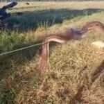 Com suas cores reluzentes e comportamento inusitado, a jiboia arco-íris — também chamada de salamandra — surpreendeu moradores ao aparecer enroscada no arame de uma cerca; entenda mais sobre essa serpente fascinante que parece saída de um conto mágico da natureza.