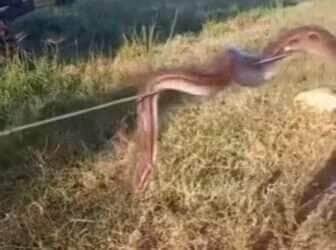 Com suas cores reluzentes e comportamento inusitado, a jiboia arco-íris — também chamada de salamandra — surpreendeu moradores ao aparecer enroscada no arame de uma cerca; entenda mais sobre essa serpente fascinante que parece saída de um conto mágico da natureza.