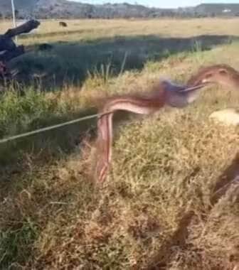 Com suas cores reluzentes e comportamento inusitado, a jiboia arco-íris — também chamada de salamandra — surpreendeu moradores ao aparecer enroscada no arame de uma cerca; entenda mais sobre essa serpente fascinante que parece saída de um conto mágico da natureza.