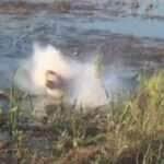 Crocodilo engole drone, baterias explodem e vídeo vira alerta selvagem!