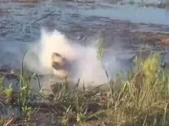 Crocodilo engole drone, baterias explodem e vídeo vira alerta selvagem!