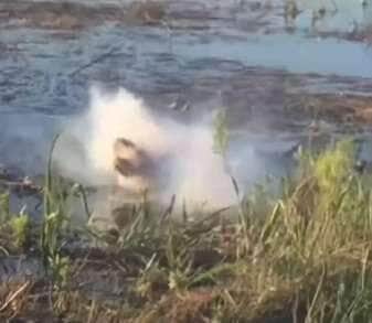 Crocodilo engole drone, baterias explodem e vídeo vira alerta selvagem!
