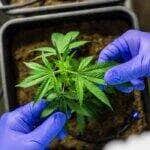 23/06/2023 -  óleo de canabis, canabidiol, cbd, thc. Foto: Pfüderi/ Pixabay