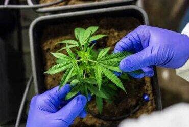 23/06/2023 -  óleo de canabis, canabidiol, cbd, thc. Foto: Pfüderi/ Pixabay