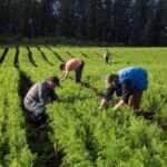 Dia de luta e de celebração pelas conquistas nas cidades e no campo -