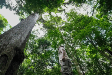 Dia Nacional da Mata Atlântica: conheça destinos sustentáveis em um dos biomas mais ricos do mundo -
