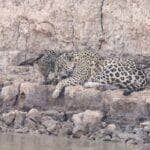 Turistas flagram mãe e filhote de onça-pintada curtindo um dia de descanso e cuidados com os pelos na tranquilidade de um rio pantaneiro em Mato Grosso.