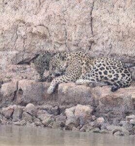 Turistas flagram mãe e filhote de onça-pintada curtindo um dia de descanso e cuidados com os pelos na tranquilidade de um rio pantaneiro em Mato Grosso.