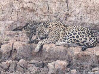Turistas flagram mãe e filhote de onça-pintada curtindo um dia de descanso e cuidados com os pelos na tranquilidade de um rio pantaneiro em Mato Grosso.
