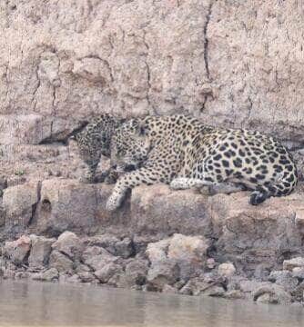 Turistas flagram mãe e filhote de onça-pintada curtindo um dia de descanso e cuidados com os pelos na tranquilidade de um rio pantaneiro em Mato Grosso.