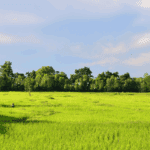 Governo Federal publica a Portaria do segundo Leilão Eco Invest voltado à recuperação de terras degradadas