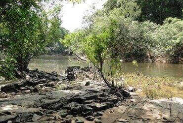 Porto Velho (RO), 10/02/2025 - Flona do Jatuarana. Foto: MMA/Divulgação