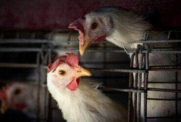 FILE PHOTO: Chickens sit in cages at a farm, as Argentina's government adopts new measures to prevent the spread of bird flu and limit potential damage to exports as cases rise in the region, in Buenos Aires, Argentina February 22, 2023. Reuters/Mariana Nedelcu/Proibida reprodução
