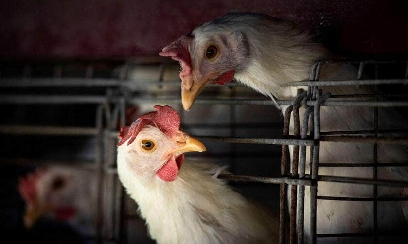 FILE PHOTO: Chickens sit in cages at a farm, as Argentina's government adopts new measures to prevent the spread of bird flu and limit potential damage to exports as cases rise in the region, in Buenos Aires, Argentina February 22, 2023. Reuters/Mariana Nedelcu/Proibida reprodução