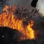 Incêndios florestais no DF