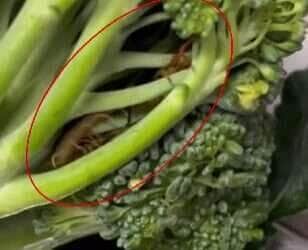 Lacraia no brócolis? Vídeo inusitado vira assunto nas redes e deixa internautas arrepiados