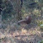 Cena rara e cheia de ternura mostra leopardo se divertindo com seu filhote em meio à vegetação dourada da savana. Momento arrancou suspiros nas redes sociais e reforçou o lado afetuoso desses felinos selvagens.