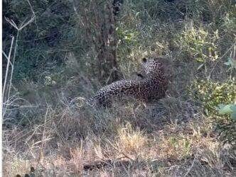 Cena rara e cheia de ternura mostra leopardo se divertindo com seu filhote em meio à vegetação dourada da savana. Momento arrancou suspiros nas redes sociais e reforçou o lado afetuoso desses felinos selvagens.
