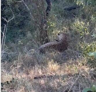 Cena rara e cheia de ternura mostra leopardo se divertindo com seu filhote em meio à vegetação dourada da savana. Momento arrancou suspiros nas redes sociais e reforçou o lado afetuoso desses felinos selvagens.