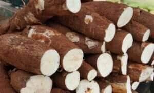 Maior oferta de mandioca mantém preços em queda