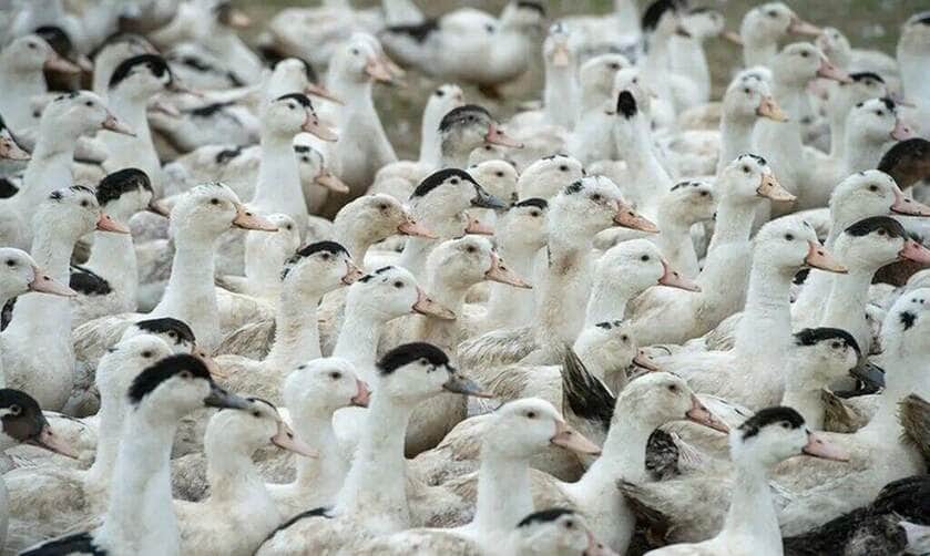Brasília (DF), 18/05/2025 - Patos.e gansos. Gripe abiária. Foto: Agência Senado/Divulgação