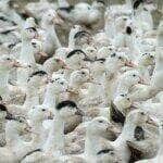 Brasília (DF), 18/05/2025 - Patos.e gansos. Gripe abiária. Foto: Agência Senado/Divulgação