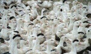 Brasília (DF), 18/05/2025 - Patos.e gansos. Gripe abiária. Foto: Agência Senado/Divulgação