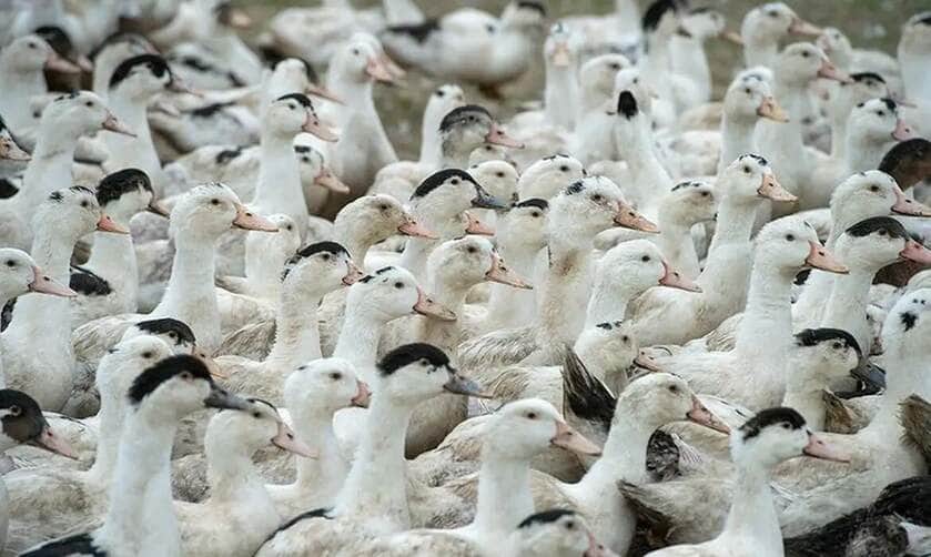 Brasília (DF), 18/05/2025 - Patos.e gansos. Gripe abiária. Foto: Agência Senado/Divulgação