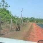 Motorista flagra onça em plena estrada da Chapada! Veja o Vídeo do Encontro Selvagem!