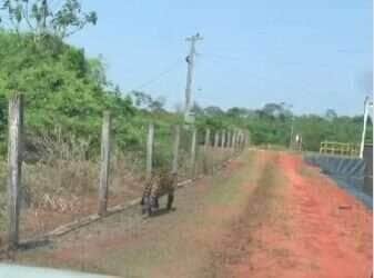 Motorista flagra onça em plena estrada da Chapada! Veja o Vídeo do Encontro Selvagem!