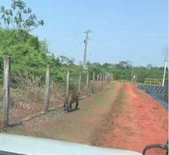 Motorista flagra onça em plena estrada da Chapada! Veja o Vídeo do Encontro Selvagem!